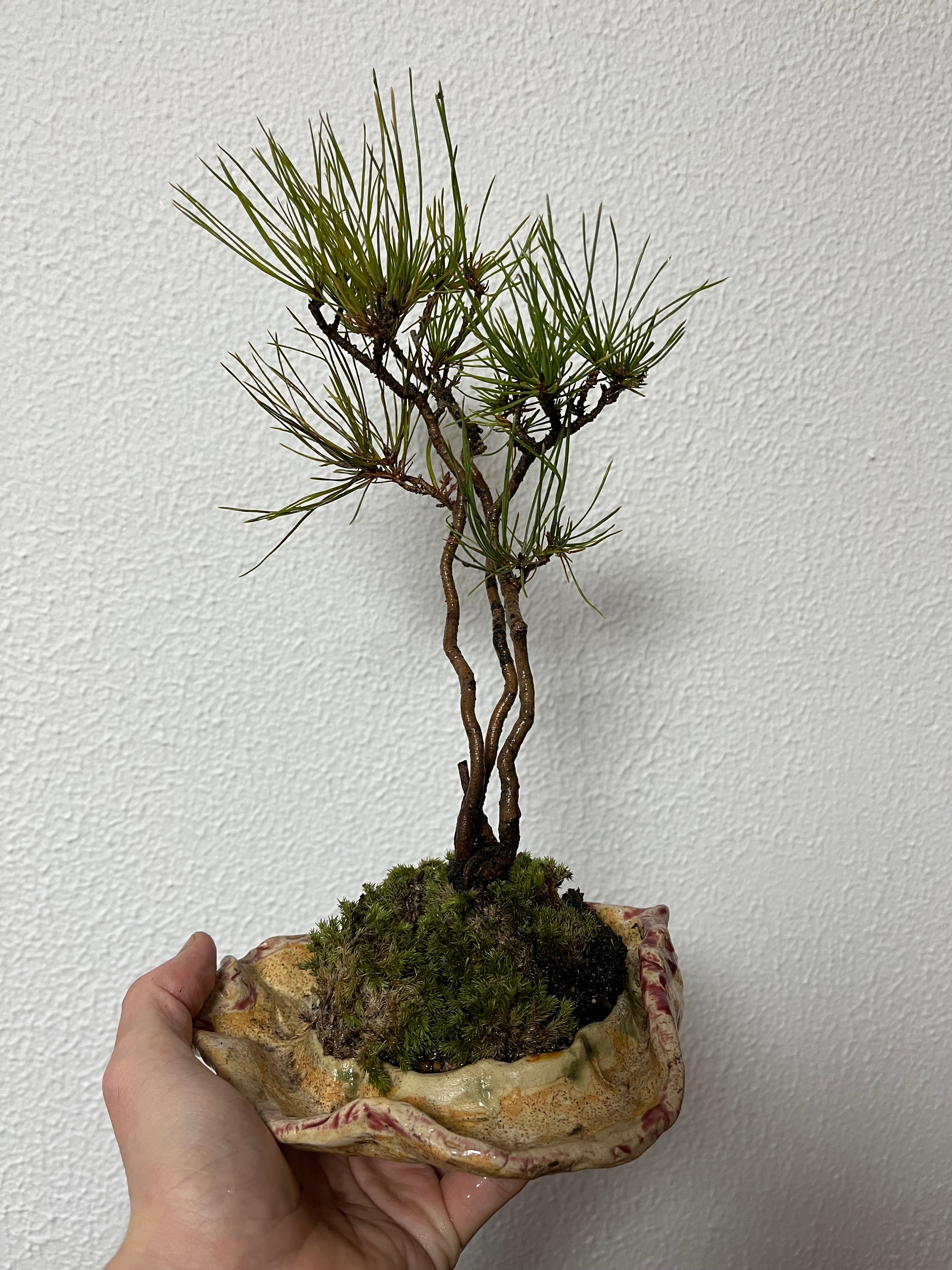 KOTOU – pottery bonsai