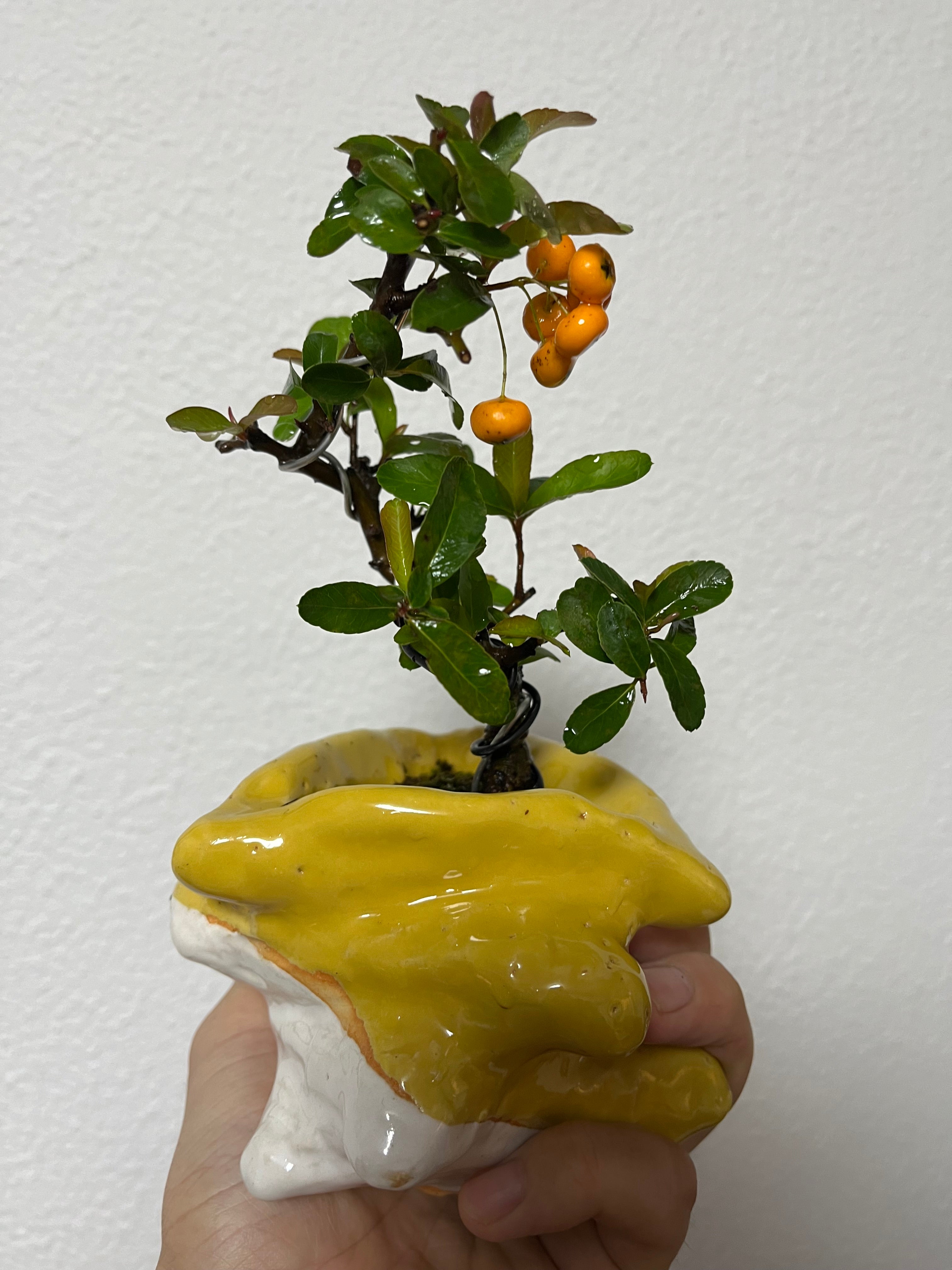 ⭐️レトロこね鉢　アンティーク　ニューボンフォト 商品 – pottery bonsai